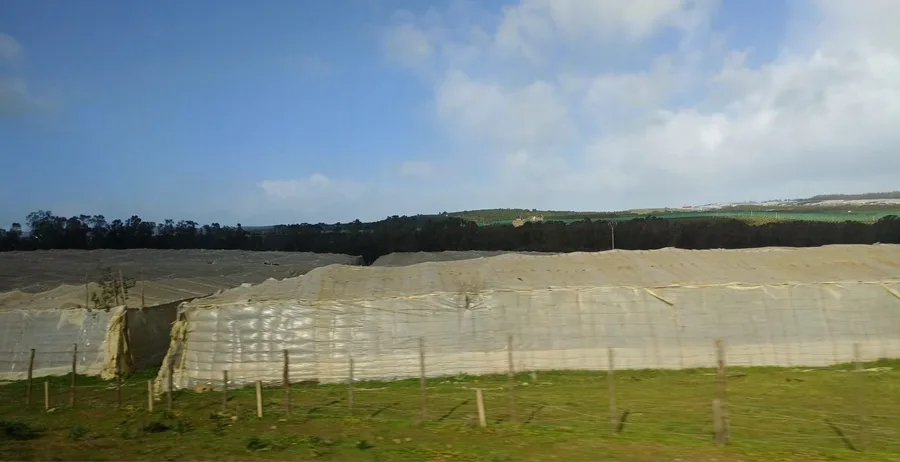 V tomhle zraje to úúúžasnééé avokádo